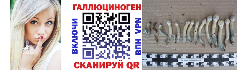 Галлюциногенные грибы Psilocybine cubensis Чёрмоз